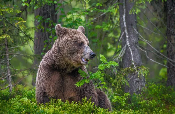 Oso Pardo Bosque Verano Bosque Verde Fondo Natural Nombre Científico — Foto de Stock