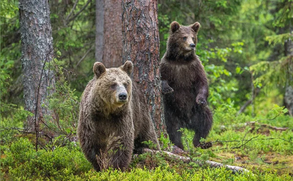 Αρκουδάκια Στο Θερινό Πευκοδάσος Οικογένεια Της Καφέ Αρκούδας Επιστημονική Ονομασία — Φωτογραφία Αρχείου
