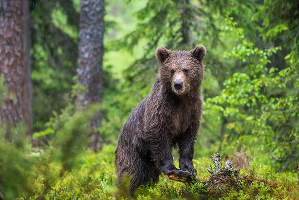 Куб Коричневого Медведя Летнем Лесу Зеленый Природный Фон Естественная Среда — стоковое фото
