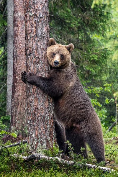 Самка Бурого Медведя Стоит Задних Лапах Дерева Летнем Лесу Научное — стоковое фото