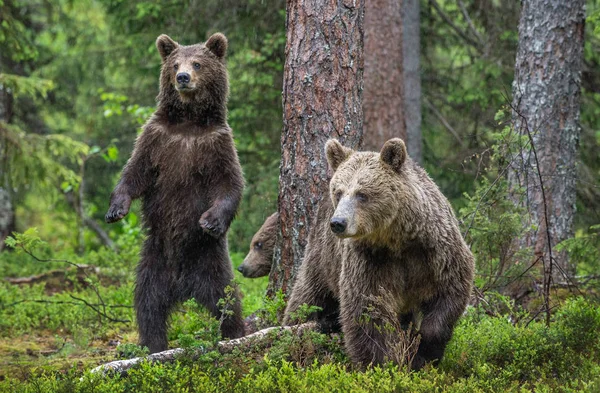 Mor Björn Och Ungar Sommarens Tallskog Familjen Brown Bear Vetenskapligt — Stockfoto