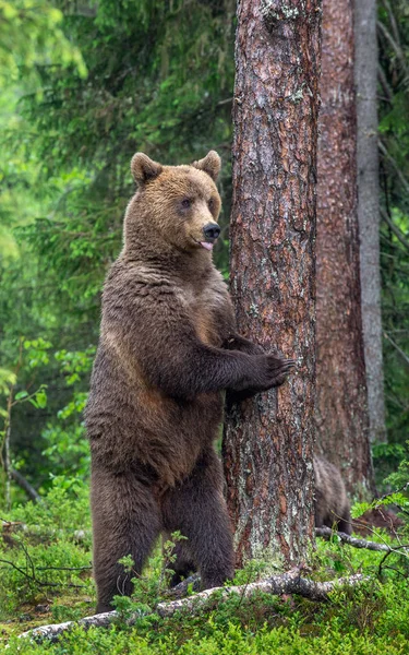 Kobieta Niedźwiedzia Brunatnego Stoi Tylnych Nogach Przez Drzewo Letnim Lesie — Zdjęcie stockowe