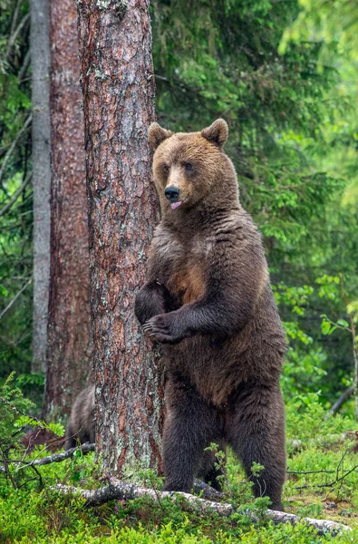 ヒグマの雌は 夏の森の木のそばに後ろ足で立っています アーサス アークトス ヒグマ 緑の自然の背景 自然の生息地 — ストック写真