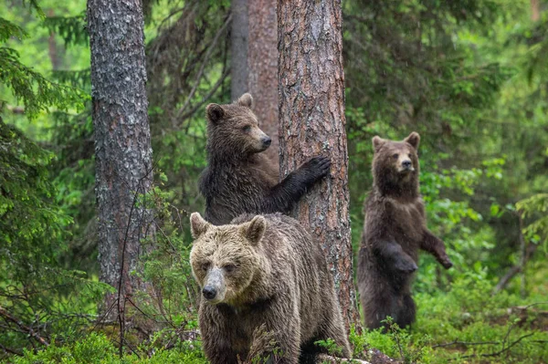 Mãe Ursa Filhotes Floresta Pinheiros Verão Família Urso Castanho Nome — Fotografia de Stock