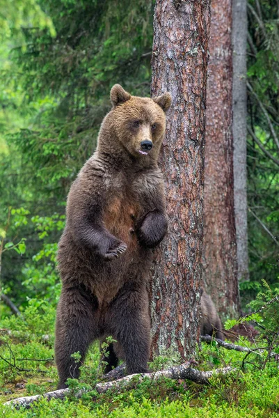 Fêmea Urso Marrom Fica Suas Patas Traseiras Por Uma Árvore — Fotografia de Stock