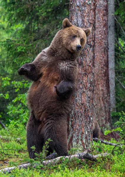 Female Brown Bear Stands Its Hind Legs Tree Summer Forest — Stock Photo, Image