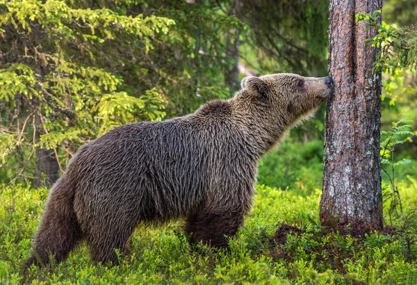 Orso Bruno Nella Foresta Estiva Foresta Verde Sfondo Naturale Nome — Foto Stock