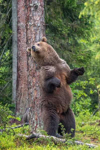 Kvinna Brunbjörn Står Sina Bakbenen Ett Träd Sommarskog Vetenskapligt Namn — Stockfoto