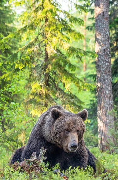 Urso Castanho Floresta Verão Floresta Verde Fundo Natural Nome Científico — Fotografia de Stock