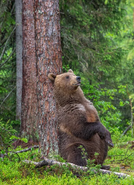 Браун Ведмідь Сидить Прихилившись Дерева Лісах Літа Scientific Name Ursus — стокове фото