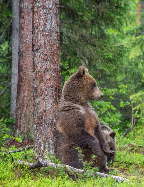 Ours Brun Assis Contre Arbre Dans Une Forêt Été Nom — Photo