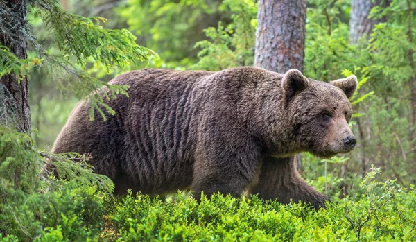Niedźwiedź Brunatny Lesie Letnim Zielony Las Naturalne Tło Nazwa Naukowa — Zdjęcie stockowe