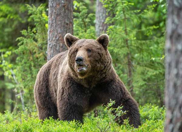 Καφέ Αρκούδα Στο Καλοκαιρινό Δάσος Πράσινο Δάσος Φυσικό Υπόβαθρο Επιστημονικό — Φωτογραφία Αρχείου