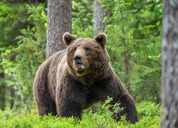 Niedźwiedź Brunatny Lesie Letnim Zielony Las Naturalne Tło Nazwa Naukowa — Zdjęcie stockowe