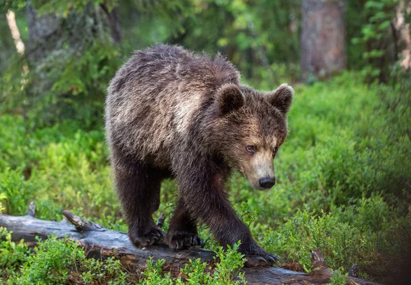 Ведмідь Брауна Лісах Зелений Природний Фон Природне Середовище Наукова Назва — стокове фото