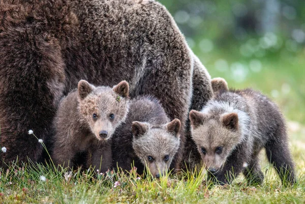 Matka Medvědice Mláďata Letním Borovicovém Lese Rodina Medvěda Hnědého Vědecký — Stock fotografie