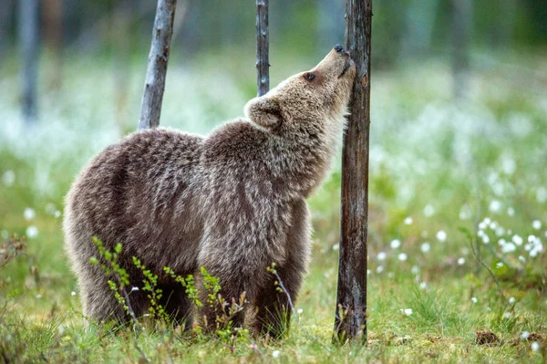 Urso Marrom Jovem Pântano Floresta Verão Entre Flores Brancas Habitat — Fotografia de Stock