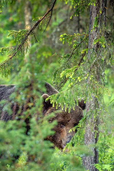 Nascondere Orso Orso Bruno Selvatico Adulto Nella Foresta Estiva Foresta — Foto Stock