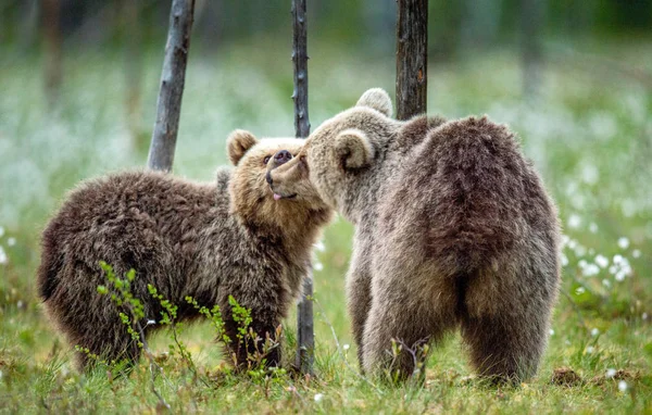 Ursos Castanhos Jovens Pântano Floresta Verão Entre Flores Brancas Habitat — Fotografia de Stock