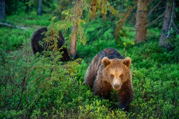 Cucciolo Orso Bruno Nella Foresta Estiva Sfondo Naturale Verde Habitat — Foto Stock