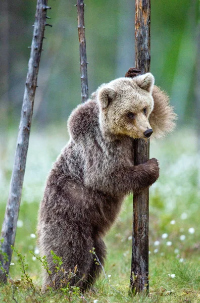 Brown Bear Cub Stands Its Hind Legs Pine Tree Summer — Stock Photo, Image