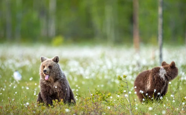 Mladí Medvědi Hnědí Bažině Letním Lese Mezi Bílými Květy Přírodní — Stock fotografie