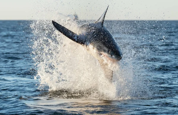 Bryter Med Den Store Hvite Haien Foran Vitenskapelig Navn Carcharodon – stockfoto