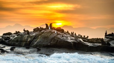 Güneş doğarken Seal Adası. Güney Afrika (Cape) kürk fokları (Arctocephalus pusillus pusillus), cape kolonisi kürk fokları. Yanlış Bay, Western Cape, Güney Afrika, Afrika.