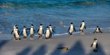 Afrika penguenleri okyanustan çıkıp kumsala doğru yürürler. Afrika pengueni olarak da bilinir. Bilimsel adı: Spheniscus demersus. Kayalar kolonisi. Güney Afrika