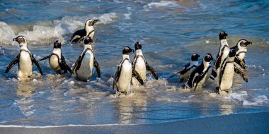 Afrika penguenleri okyanustan çıkıp kumsala doğru yürürler. Afrika pengueni olarak da bilinir. Bilimsel adı: Spheniscus demersus. Kayalar kolonisi. Güney Afrika