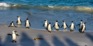 Afrika penguenleri okyanustan çıkıp kumsala doğru yürürler. Afrika pengueni olarak da bilinir. Bilimsel adı: Spheniscus demersus. Kayalar kolonisi. Güney Afrika