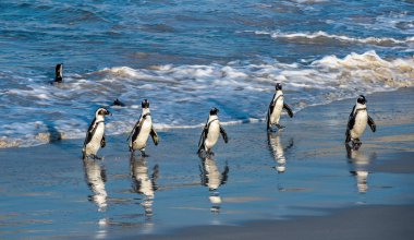 Afrika penguenleri okyanustan çıkıp kumsala doğru yürürler. Afrika pengueni olarak da bilinir. Bilimsel adı: Spheniscus demersus. Kayalar kolonisi. Güney Afrika