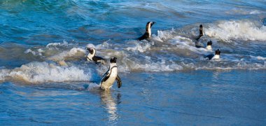Afrika penguenleri okyanustan çıkıp kumsala doğru yürürler. Afrika pengueni olarak da bilinir. Bilimsel adı: Spheniscus demersus. Kayalar kolonisi. Güney Afrika