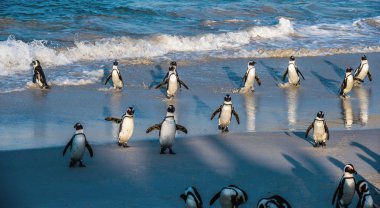 Afrika penguenleri okyanustan çıkıp kumsala doğru yürürler. Afrika pengueni olarak da bilinir. Bilimsel adı: Spheniscus demersus. Kayalar kolonisi. Güney Afrika