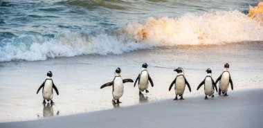 Afrika penguenleri okyanustan çıkıp kumsala doğru yürürler. Afrika pengueni olarak da bilinir. Bilimsel adı: Spheniscus demersus. Kayalar kolonisi. Güney Afrika