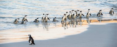 Afrika penguenleri okyanustan çıkıp kumsala doğru yürürler. Afrika pengueni olarak da bilinir. Bilimsel adı: Spheniscus demersus. Kayalar kolonisi. Güney Afrika