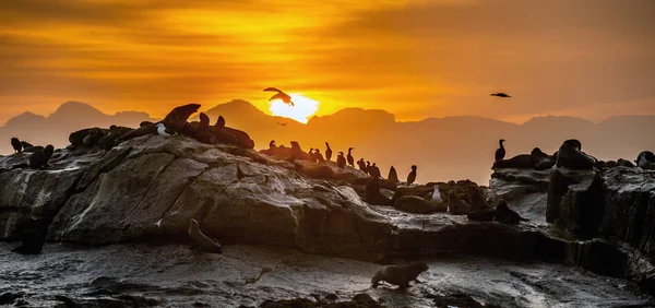 Восход Солнца Острове Сил Южноафриканские Меховые Тюлени Arctocephalus Pusillus Pusillus — стоковое фото