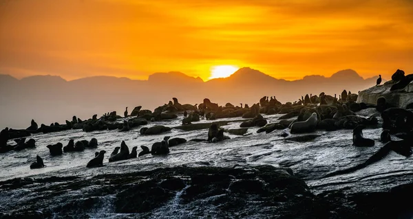 海豹岛的日出 毛皮海豹 仙人掌 大面积的海角毛皮海豹 西开普 — 图库照片