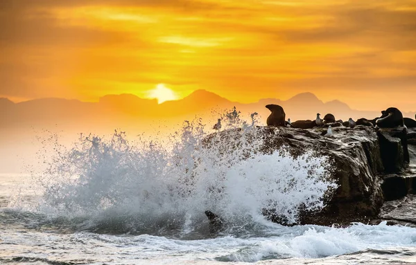 Sunrise Seal Eiland Zuid Afrikaanse Cape Bont Zeehonden Arctocephalus Pusillus — Stockfoto
