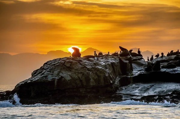 Soluppgång Seal Island Sydafrikanska Cape Pälssälar Arctocephalus Pusillus Pusillus Koloni — Stockfoto