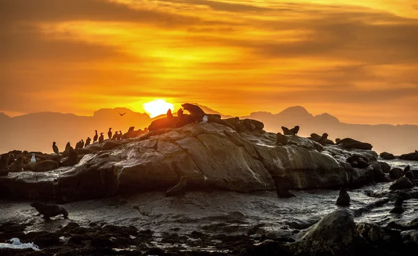 Nascer Sol Seal Island Selos Peles África Sul Cabo Arctocephalus — Fotografia de Stock