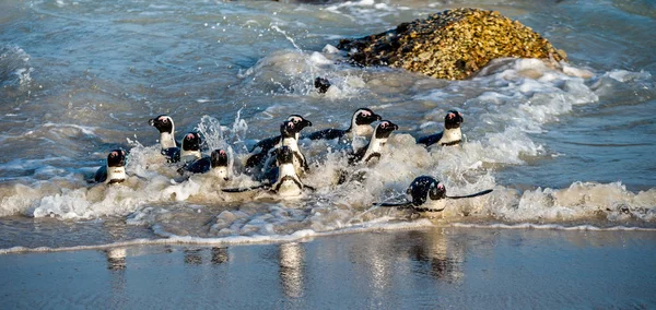 African Penguins Walk Out Ocean Sandy Beach African Penguin Also — Stock Photo, Image