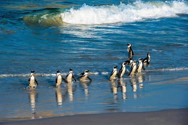 Afrikaanse Pinguïns Lopen Uit Oceaan Naar Het Zandstrand Afrikaanse Pinguïn — Stockfoto