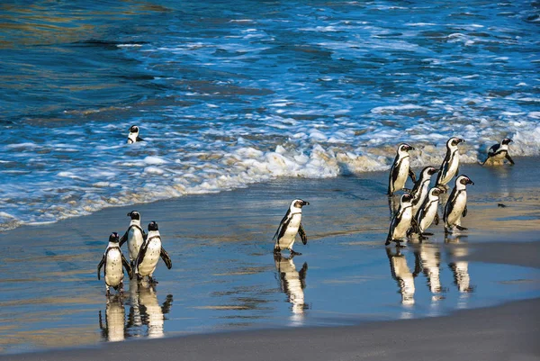 Los Pingüinos Africanos Salen Del Océano Hacia Playa Arena Pingüino — Foto de Stock