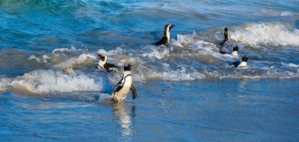 African Penguins Walk Out Ocean Sandy Beach African Penguin Also — Stock Photo, Image