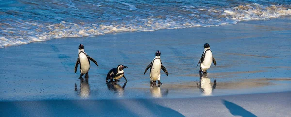 Afrikanische Pinguine Wandern Aus Dem Ozean Den Sandstrand Afrikanischer Pinguin — Stockfoto