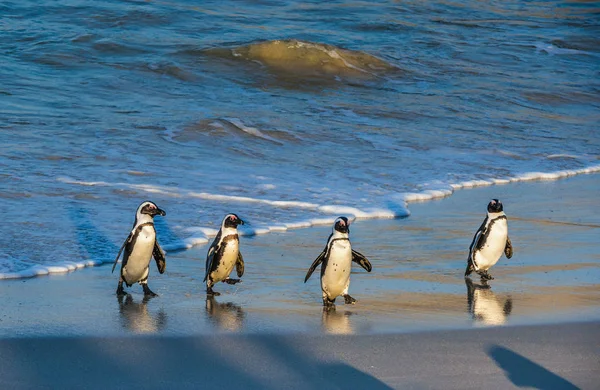 Pinguins Africanos Saem Oceano Para Praia Areia Pinguim Africano Também — Fotografia de Stock