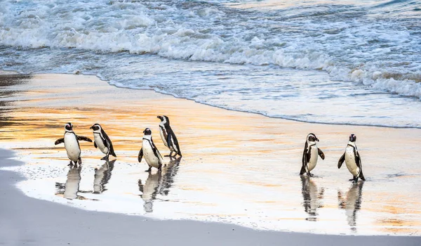 African Penguins Walk Out Ocean Sandy Beach African Penguin Also — Stock Photo, Image