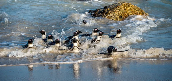 Los Pingüinos Africanos Salen Del Océano Hacia Playa Arena Pingüino — Foto de Stock