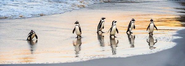 Afrykańskie Pingwiny Chodzą Oceanu Piaszczystej Plaży Pingwin Afrykański Znany Również — Zdjęcie stockowe